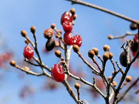 Cornus officinalis