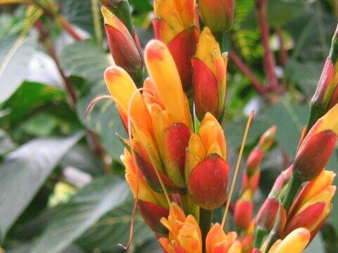 Sanchezia specios