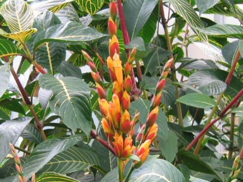 Sanchezia specios