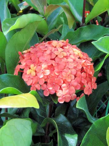 Ixora chinensis