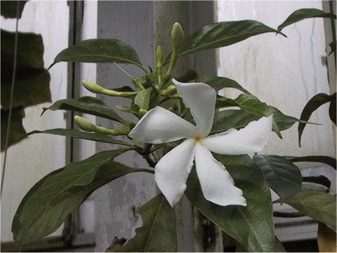Tabernaemontana divaricata