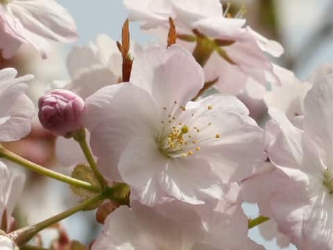 Prunus lannesiana cv. Ojochin