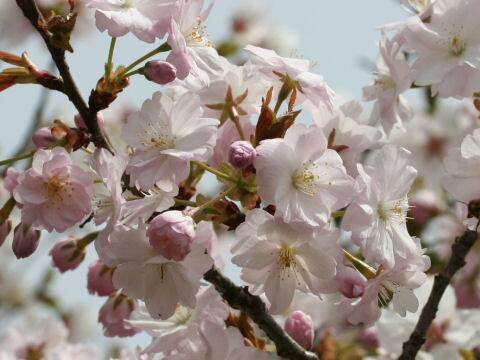 Prunus lannesiana cv. Ojochin