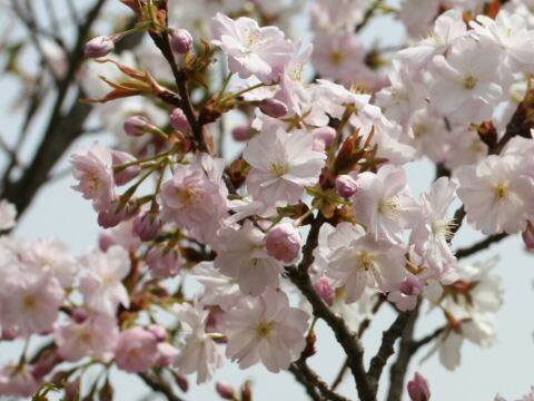 Prunus lannesiana cv. Ojochin