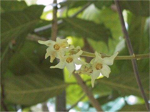 Shorea robusta