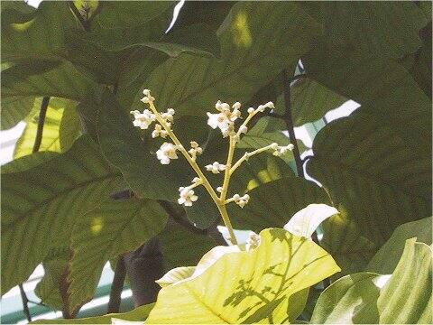 Shorea robusta