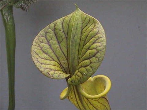 Sarracenia flava