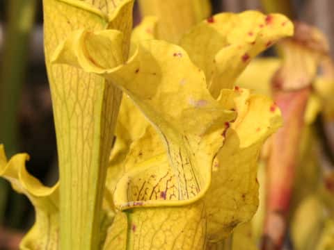 Sarracenia flava