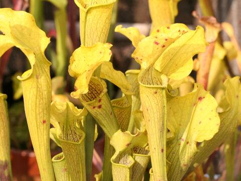 Sarracenia flava