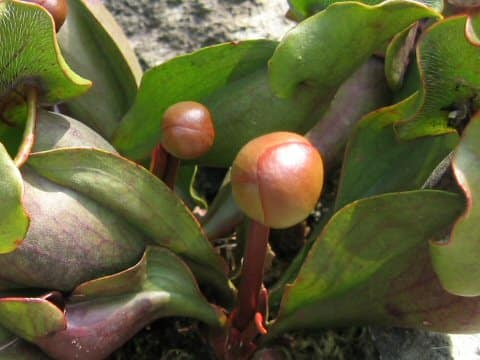 Sarracenia purpurea