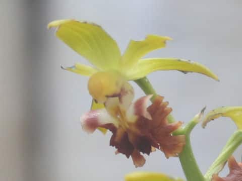 Calanthe tricarinata
