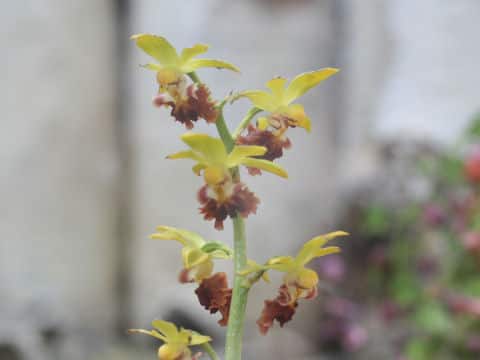 Calanthe tricarinata