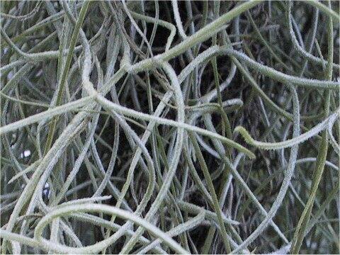Tillandsia usneoides