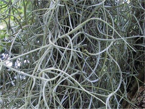 Tillandsia usneoides