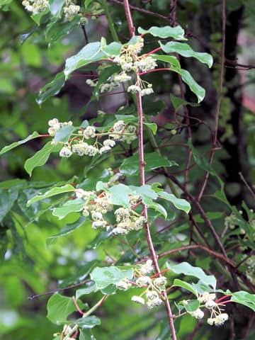 Actinidia arguta