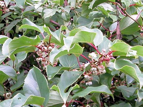 Actinidia arguta