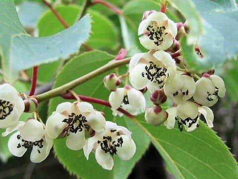 Actinidia arguta