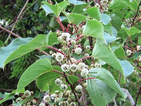 Actinidia arguta