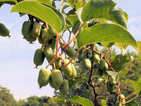 Actinidia arguta