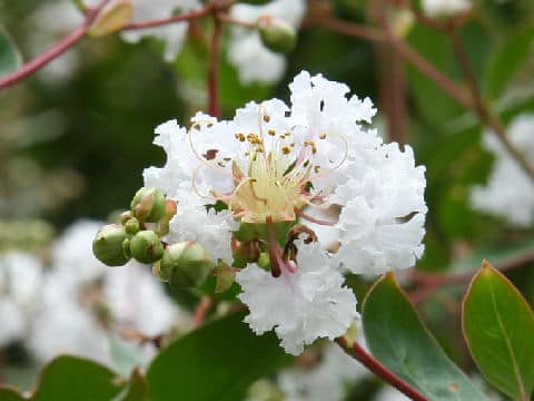 Lagerstroemia indica