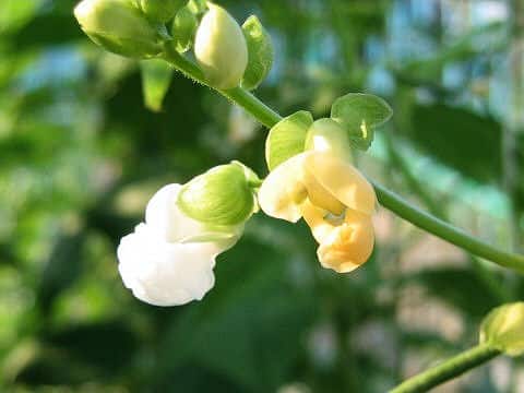 Vigna unguiculata