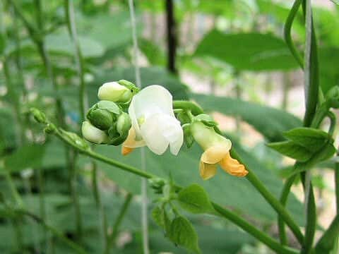 Vigna unguiculata