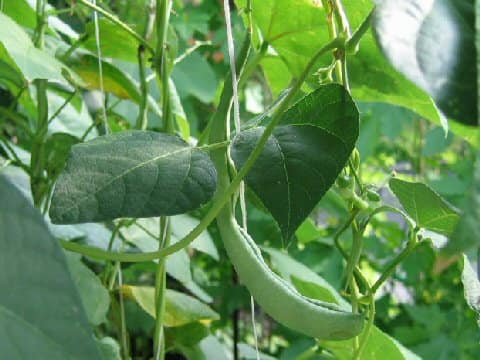 Vigna unguiculata