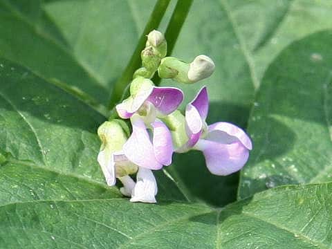 Vigna unguiculata
