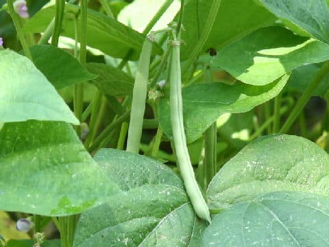 Vigna unguiculata