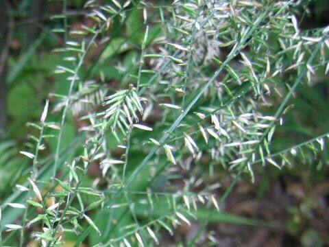 Lophatherum gracile