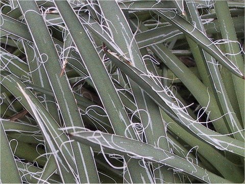 Agave parviflora