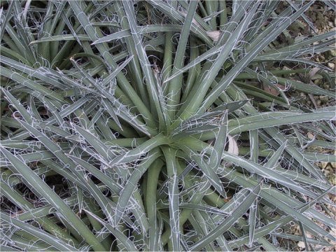 Agave parviflora