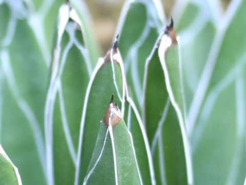 Agave victorae-reginae