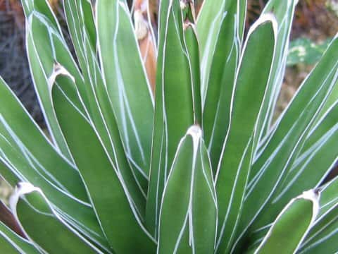 Agave victorae-reginae
