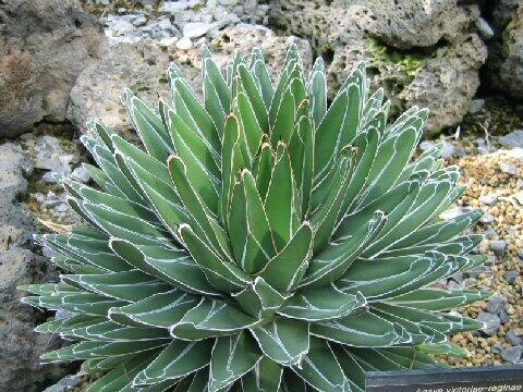 Agave victorae-reginae