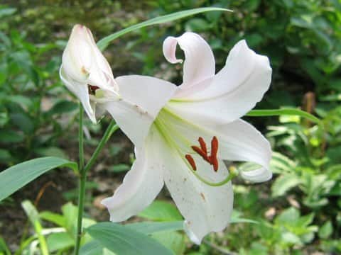 Lilium japonicum