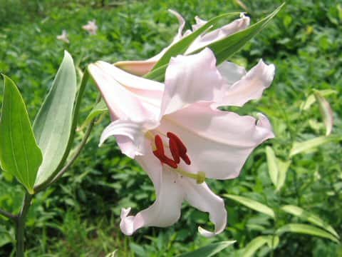 Lilium japonicum