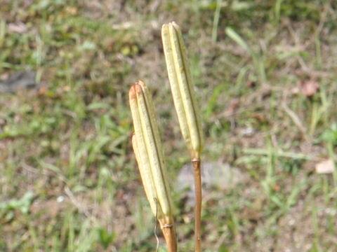 Lilium japonicum