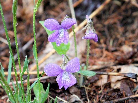 Viola hirtipes