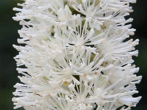 Cimicifuga simplex