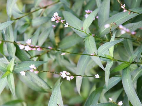 Persicaria conspicua