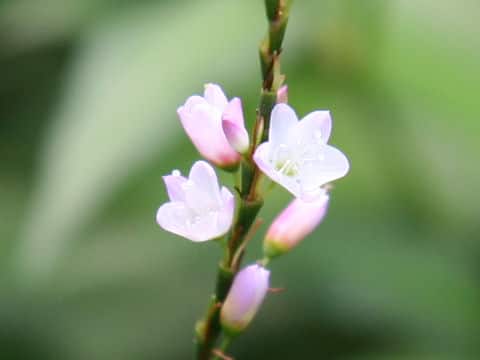 Persicaria conspicua