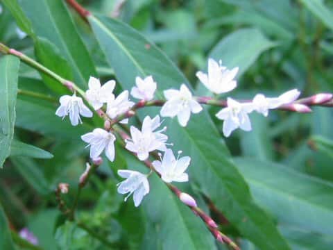 Persicaria conspicua