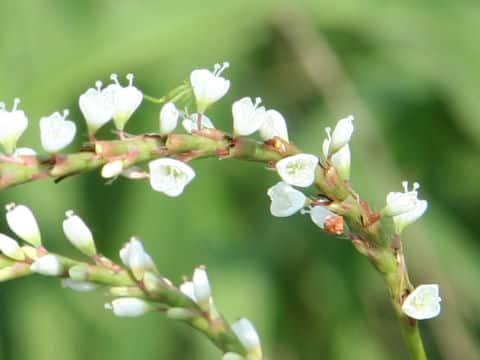 Persicaria conspicua