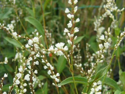 Persicaria conspicua
