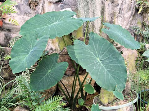 Colocasia esculenta