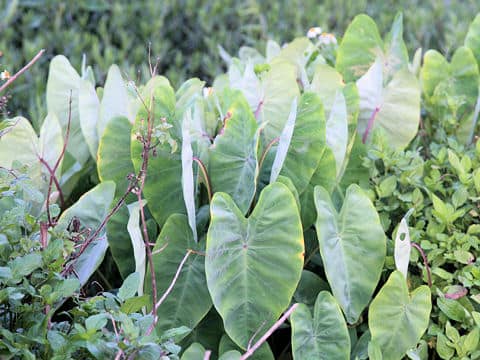 Colocasia esculenta