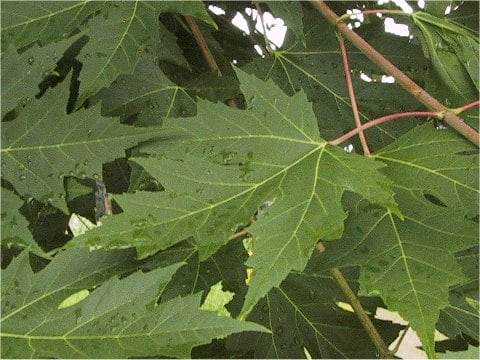 Acer saccharum