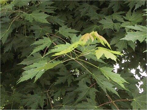Acer saccharum
