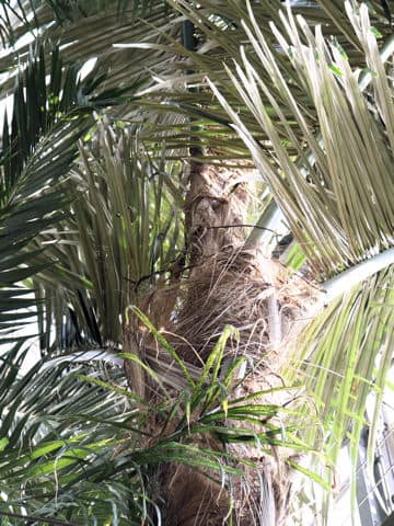 Arenga pinnata